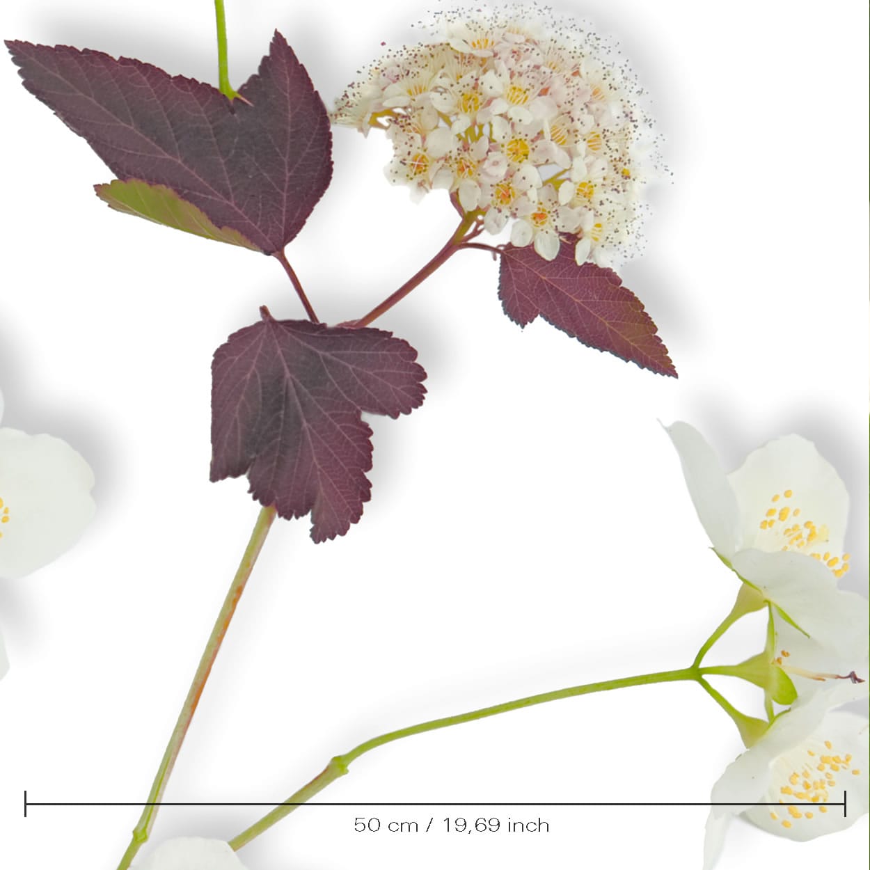 Muurbloem wallfashion collectie flowers + leaves product naam Darts Gold