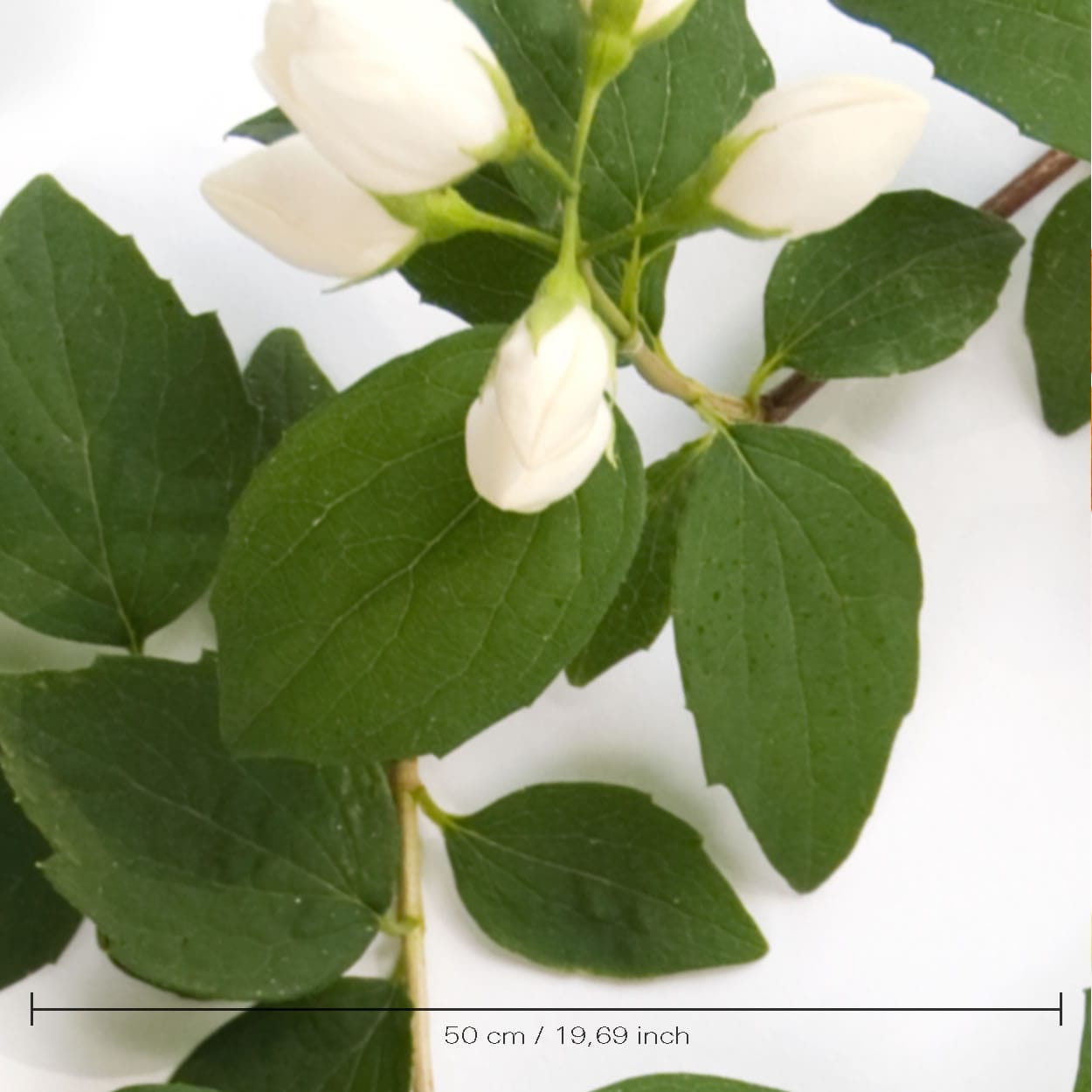 Muurbloem Wallfashion white syringa flower green leaves